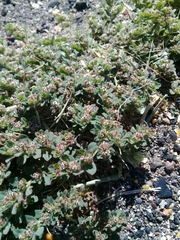 Euphorbia velleriflora