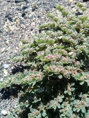 Euphorbia velleriflora
