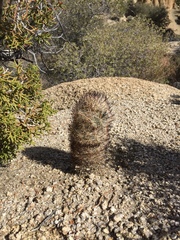 Escobaria alversonii