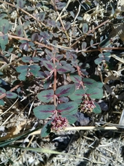 Euphorbia berteroana