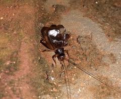 Itaropsis