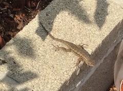 Sceloporus occidentalis