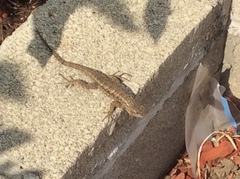 Sceloporus occidentalis