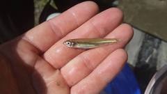 Notropis atherinoides