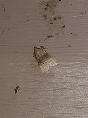 Basacallis tarachodes