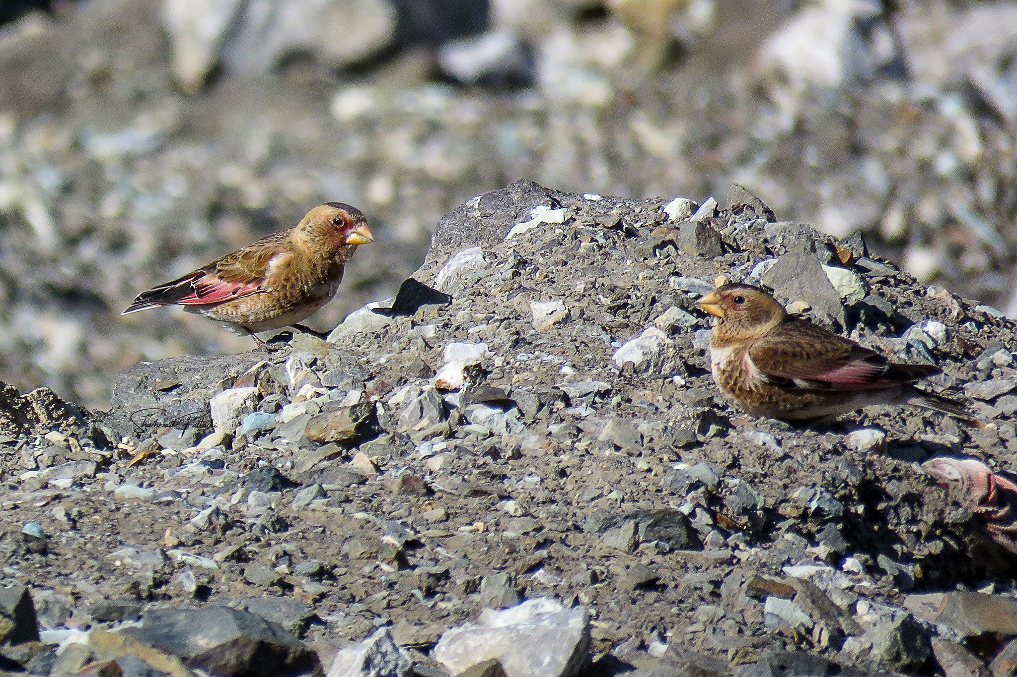 Crimson-winged Finch