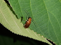 Chrysomelidae