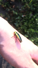 Eurythyrea aurata