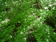 Eleutherococcus senticosus