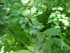 Prunus spinosa dasyphylla