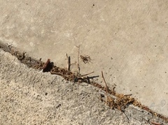 Gryllodes sigillatus