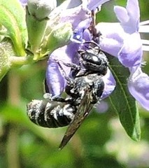 Megachile exilis