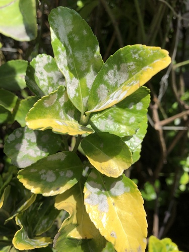 Spindletree powdery mildew