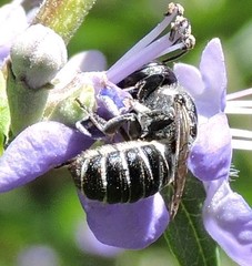 Megachile exilis