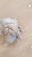 Rhizostomatidae