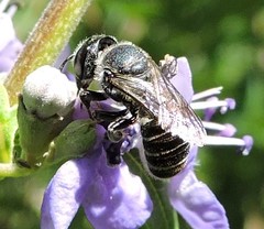 Megachile exilis