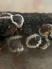 Eriococcus spurius