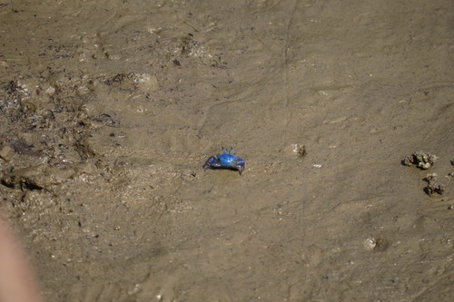 Tubuca dussumieri