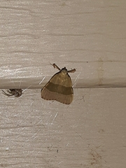 Basacallis tarachodes