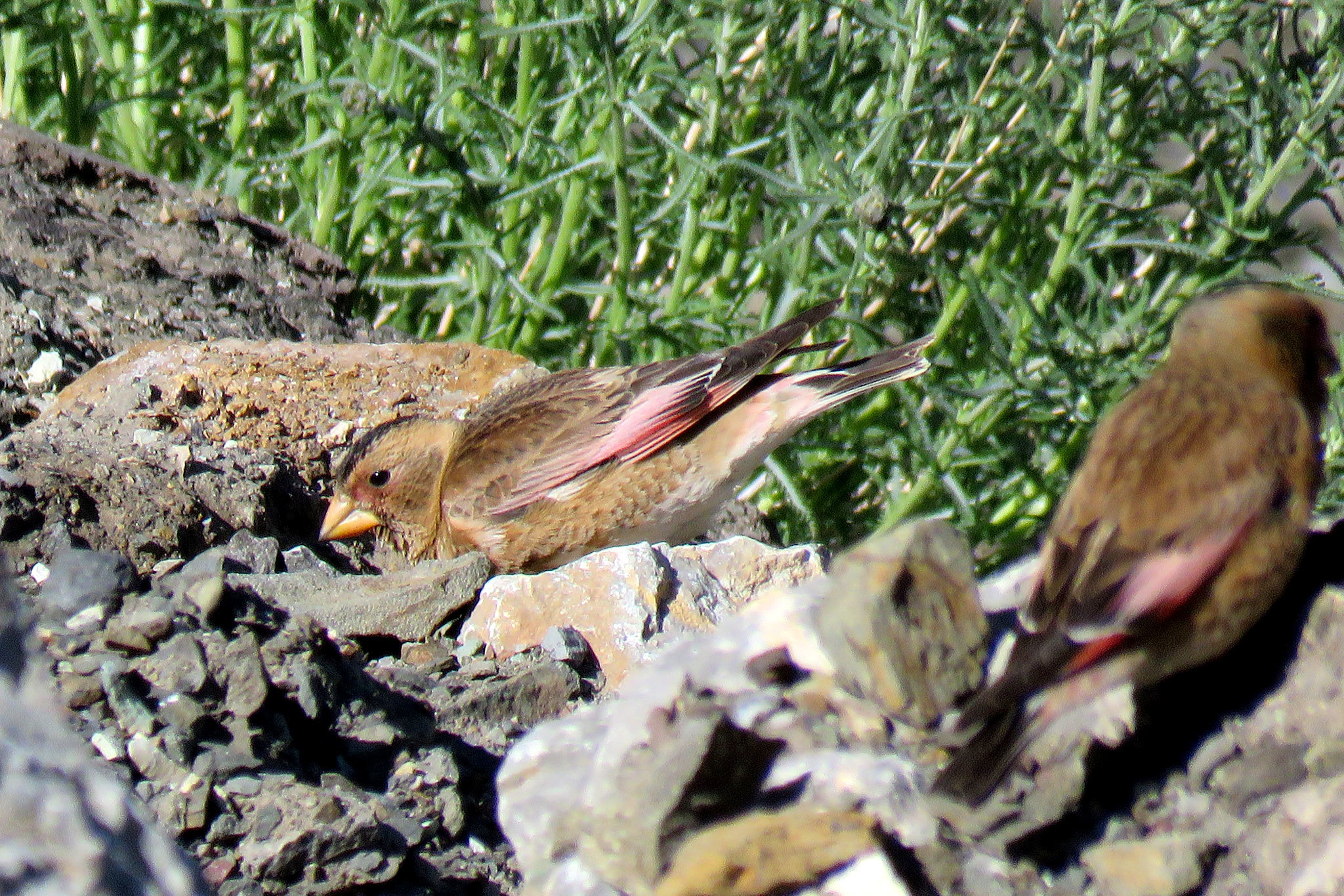 Crimson-winged Finch