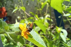 Trigona fulviventris