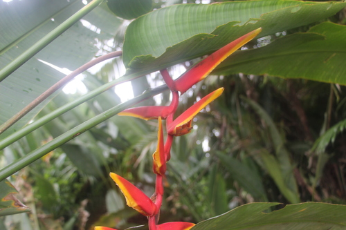 Heliconia marginata (Heliconia marginata)