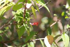Clinopodium macrostemum
