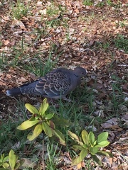 Streptopelia orientalis