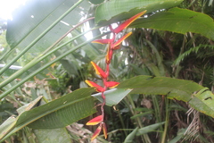 Heliconia marginata