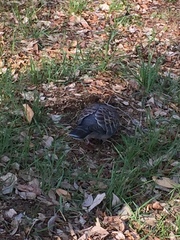 Streptopelia orientalis