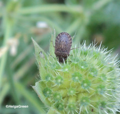 Sciocoris macrocephalus