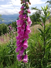 Digitalis purpurea