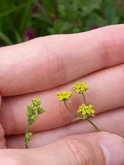 Bupleurum falcatum