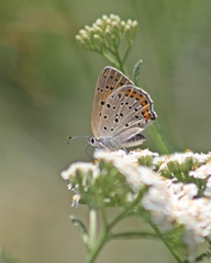 Lycaena alciphron