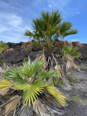 Pritchardia