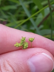 Bupleurum falcatum