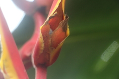 Heliconia marginata