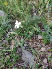 Dianthus marschallii