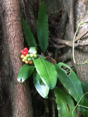Scadoxus membranaceus