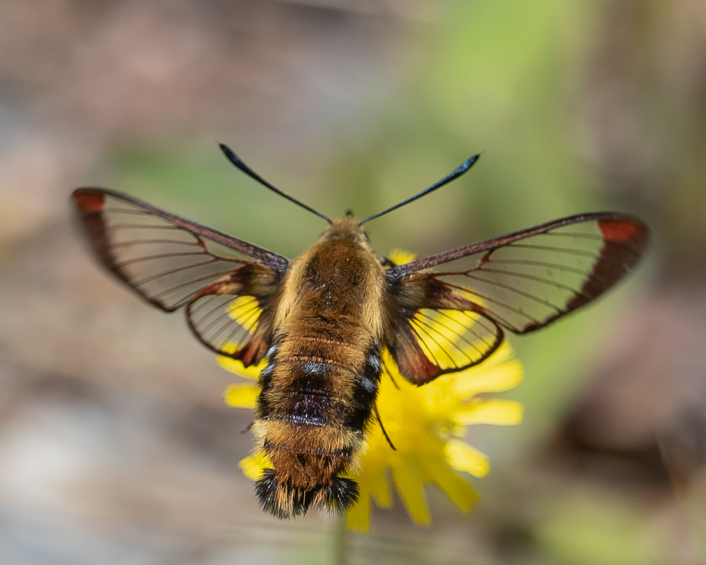 diervilla-clearwing-from-piscataquis-county-me-usa-on-june-20-2021