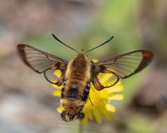 Hemaris aethra