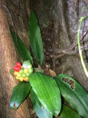 Scadoxus membranaceus
