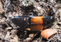 Tachinus fimbriatus
