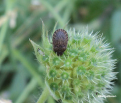 Sciocoris macrocephalus