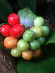 Scadoxus membranaceus