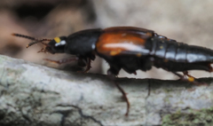 Tachinus fimbriatus