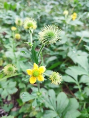 Geum aleppicum