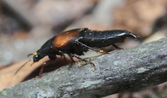 Tachinus fimbriatus
