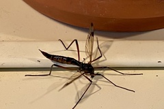 Dictenidia bimaculata