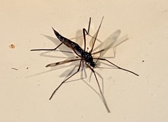 Dictenidia bimaculata